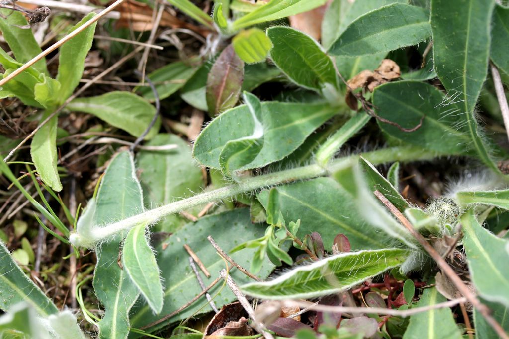 Pilosella officinarum?
